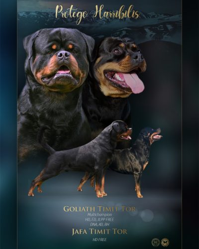 RottwailersCalosc